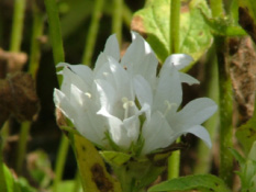 Campanula glomerata 'Alba' bestellen